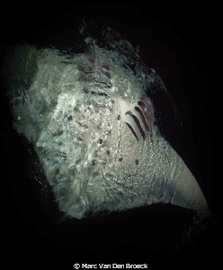 manta on surface by night by Marc Van Den Broeck 